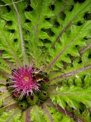 Cirsium scariosum congdonii