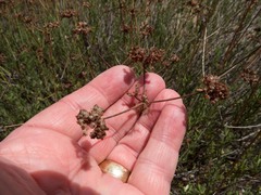 Eriogonum fasciculatum foliolosum