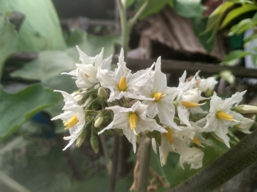 Solanum torvum