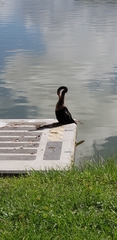 Anhinga anhinga