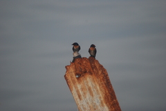 Hirundo tahitica