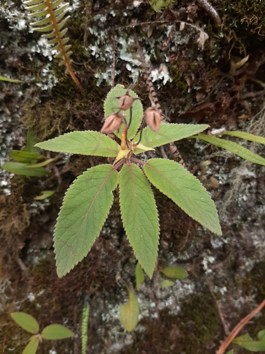 Sinningia douglasii