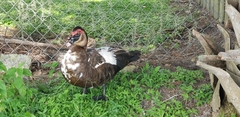 Cairina moschata domestica