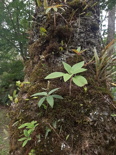 Sinningia douglasii