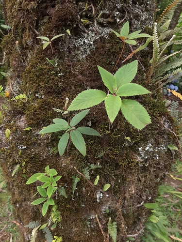 Sinningia douglasii