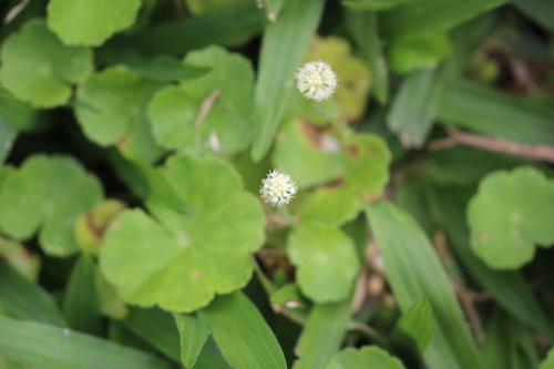 Foto de Acariçoba