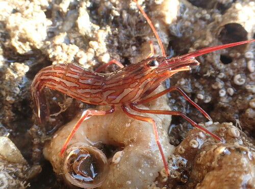 Photo of California cleaner shrimp (Lysmata californica)
