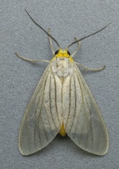 Biturix venosata
