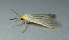 Biturix venosata