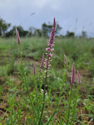 Image of Hermbstaedtia odorata by (c) Daniela Orsmond, some rights reserved (CC BY)