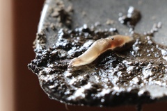 Stylommatophora