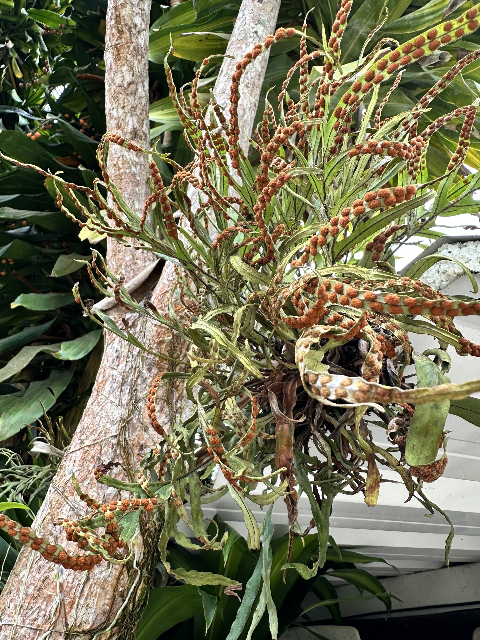 Pleopeltis pleopeltifolia