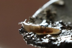 Stylommatophora