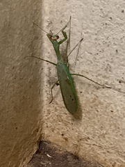 Tismomorpha vitripennis