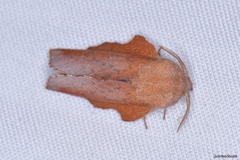 Phyllodesma tremulifolia