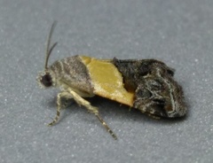 Cobubathinae