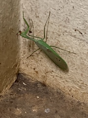 Tismomorpha vitripennis