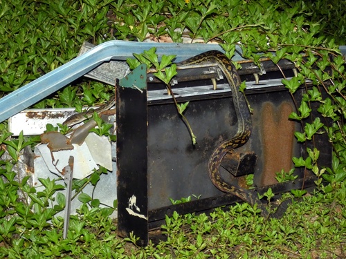 Australian Scrub Python sighting