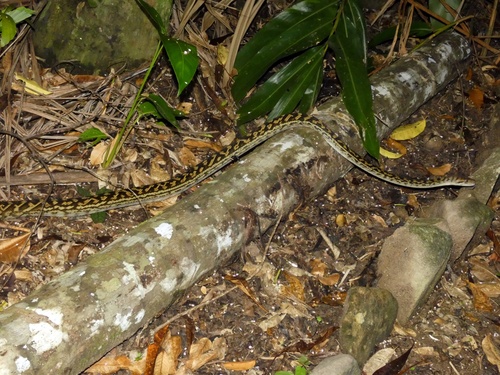 Australian Scrub Python sighting