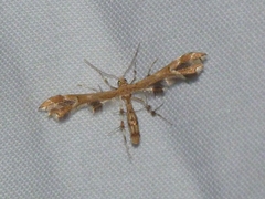 Geina periscelidactylus