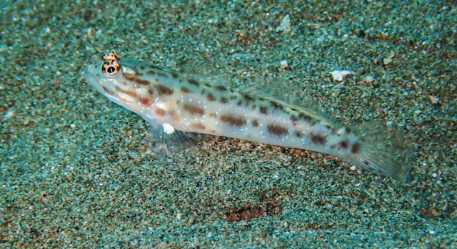 Formosa Shrimpgoby