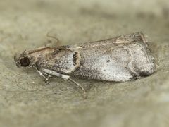 Acrobasis caliginella