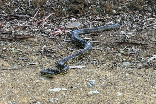 Diamond Python sighting