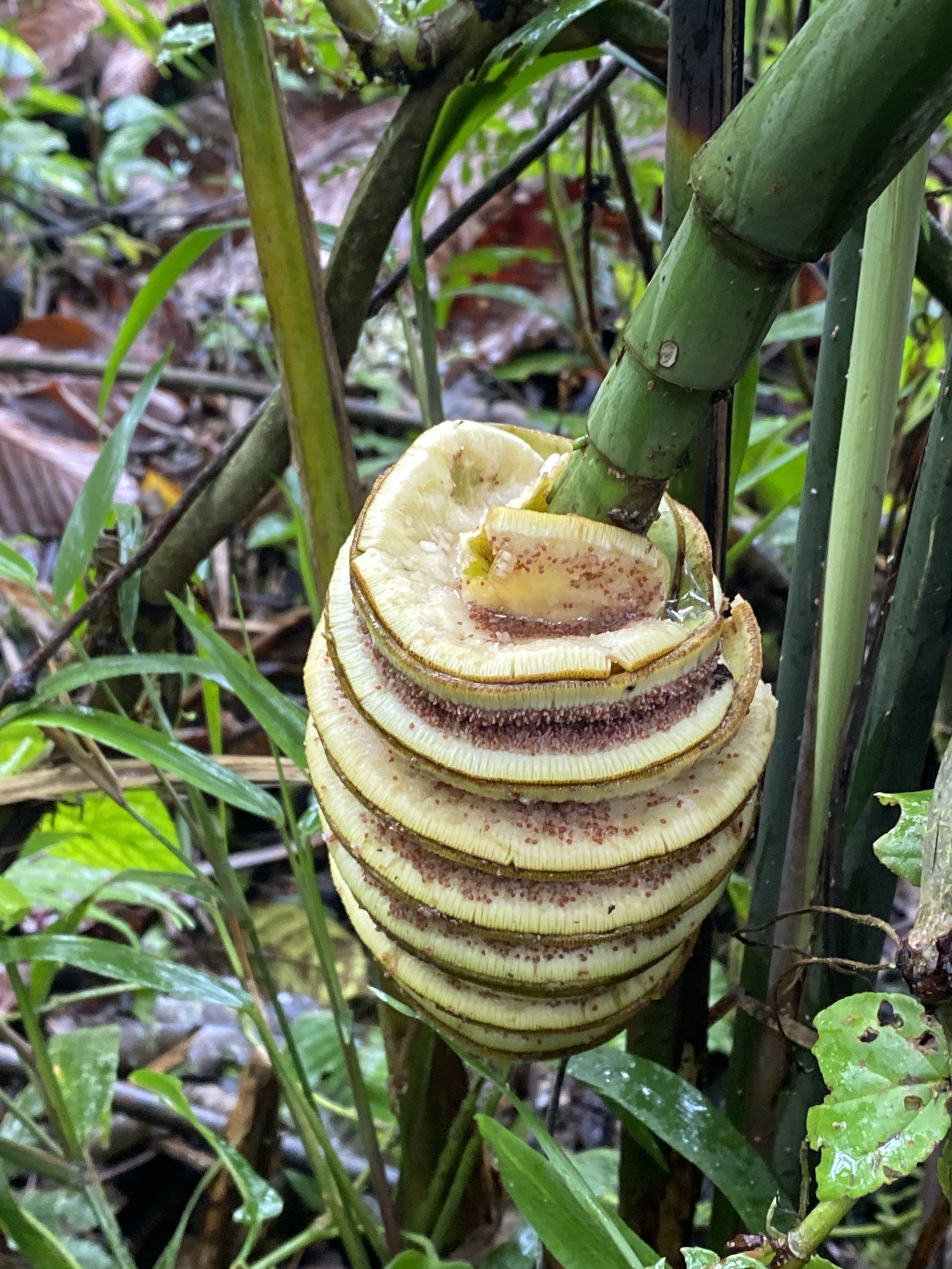 Imagem de Pacová