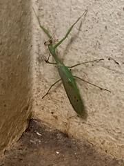 Tismomorpha vitripennis