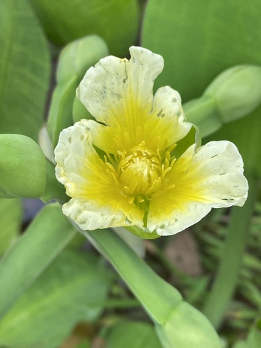 Foto de Aguapé-banana