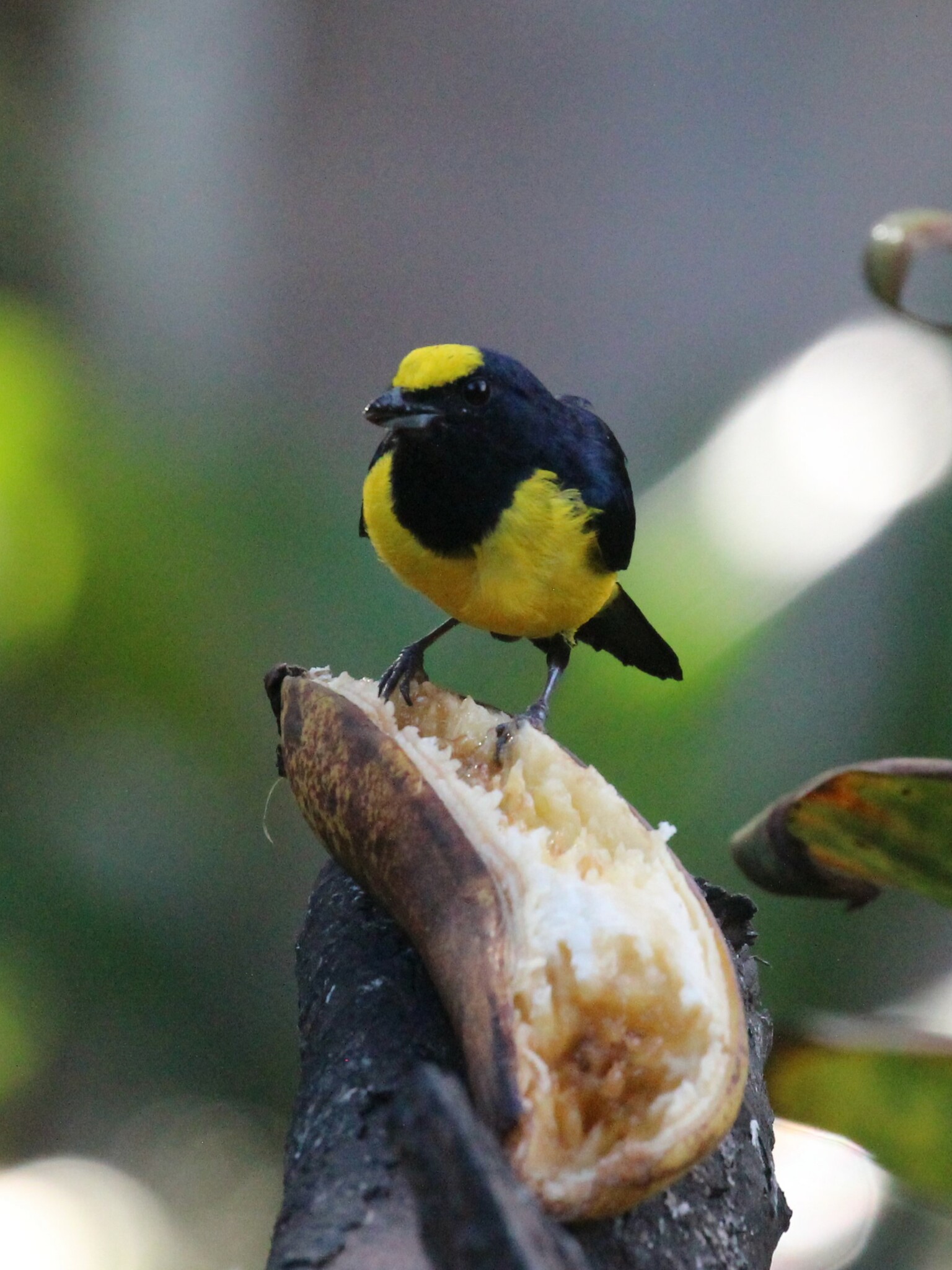 Spot-crowned Euphonia (Euphonia imitans)