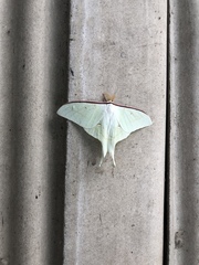 Actias aliena aliena
