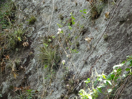 Epidendrum caligarium Rchb.f.