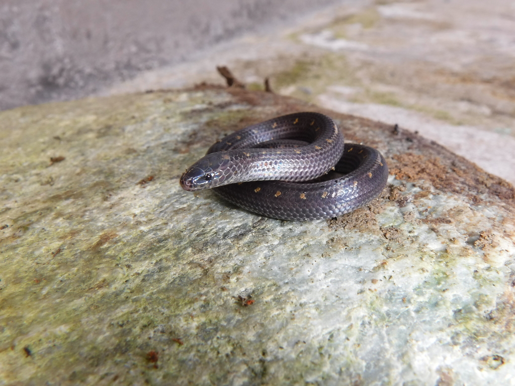 Yellow-Spotted Ground Snake