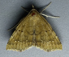 Focillidia texana