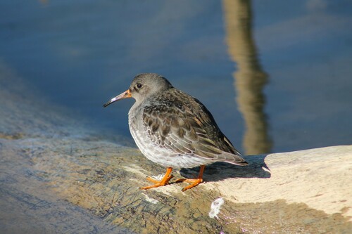 Correlimos Oscuro (Calidris maritima)