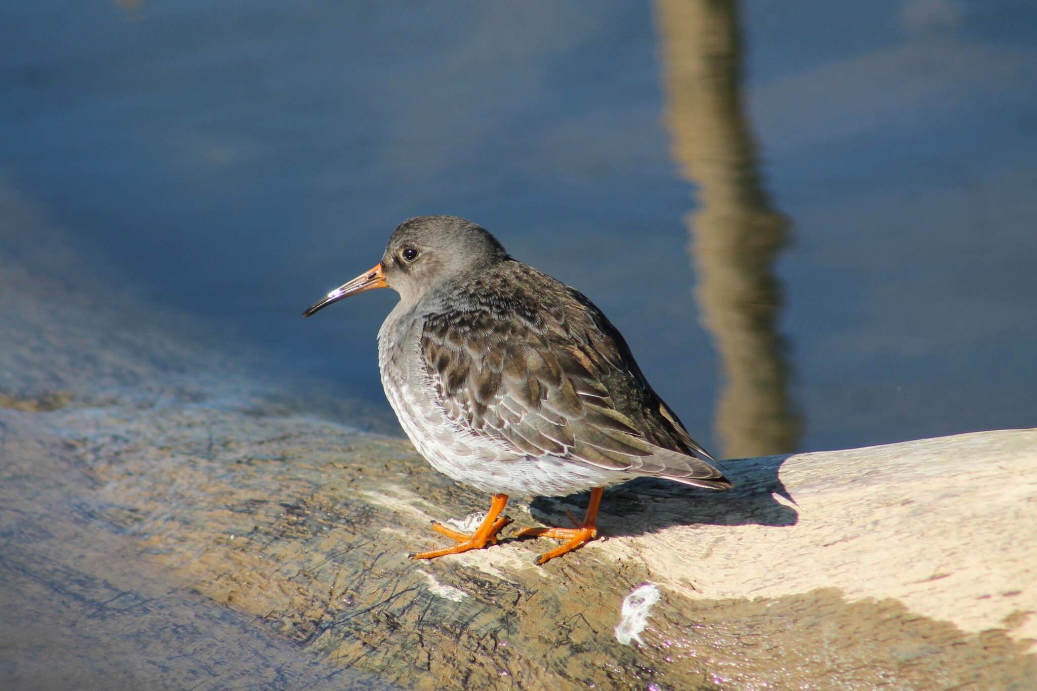 Purple Sandpiper (Calidris maritima)