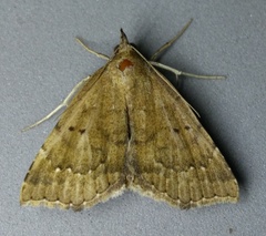Focillidia texana