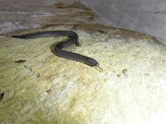 Atractus duboisi