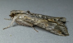 Melipotis acontioides