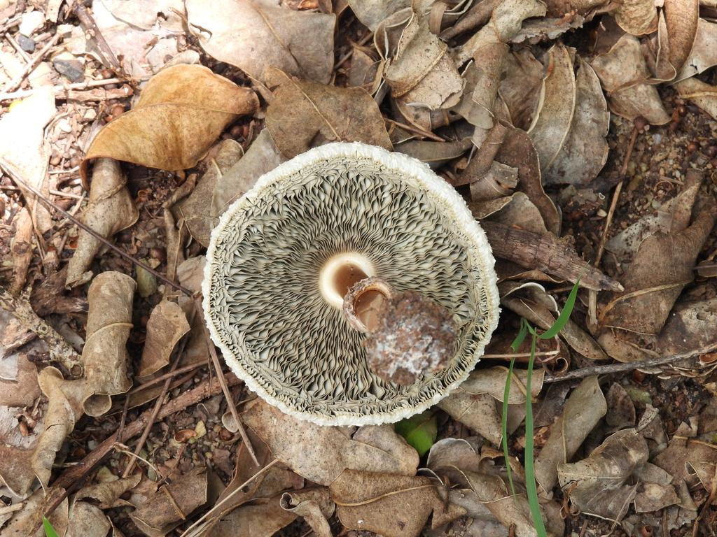 Chlorophyllum molybdites · January 2025 · photo: © hatwise (iNaturalist, cc-by)