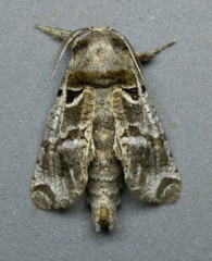 Inguromorpha arcifera