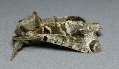 Inguromorpha arcifera