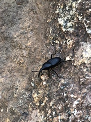 Cactophagus spinolae validus