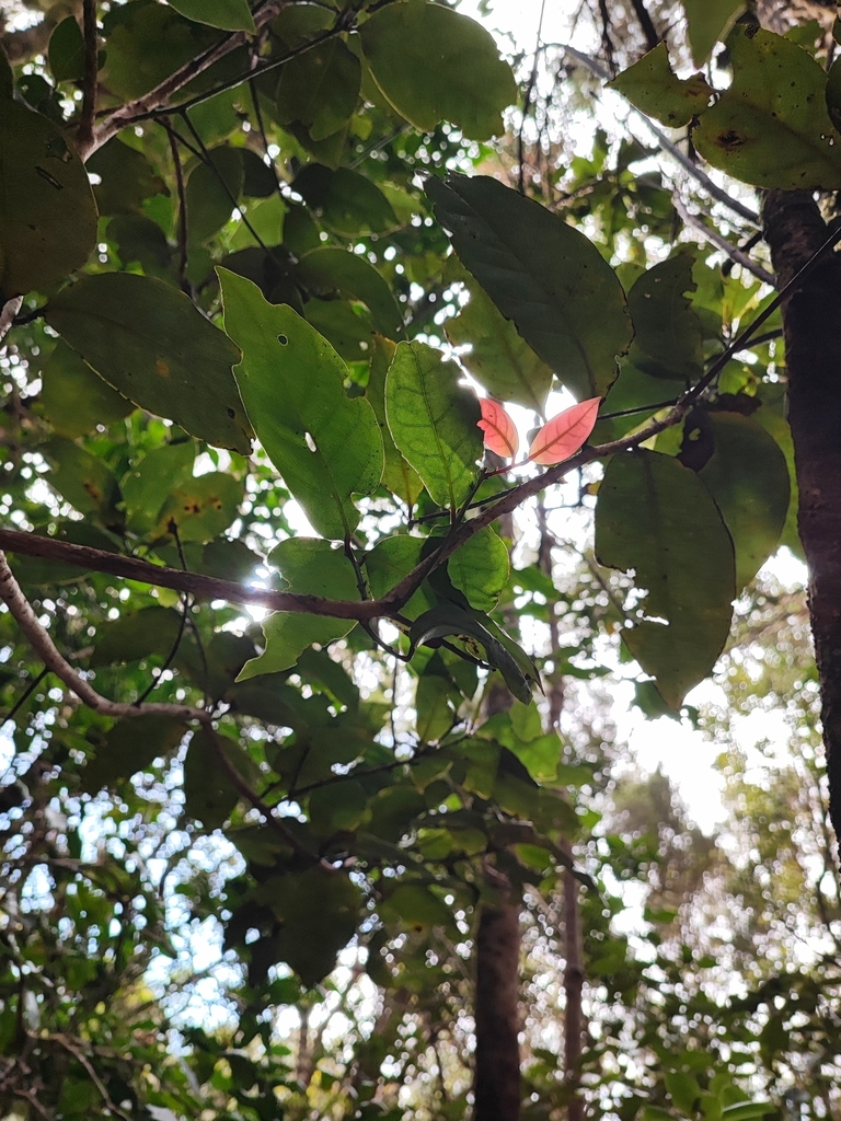 Foto de Barbuzano