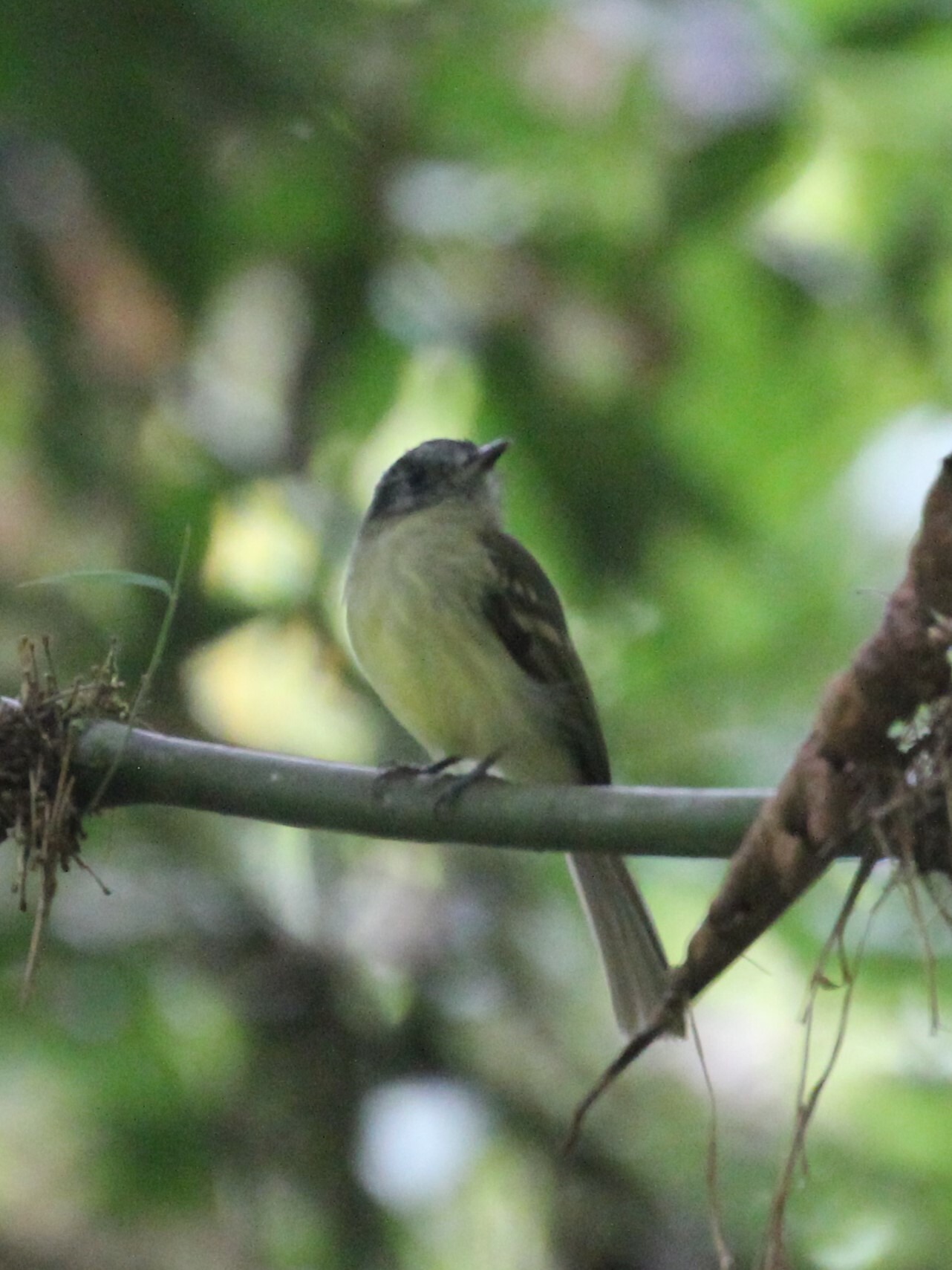 Slaty-capped Flycatcher (Leptopogon superciliaris), photo 3