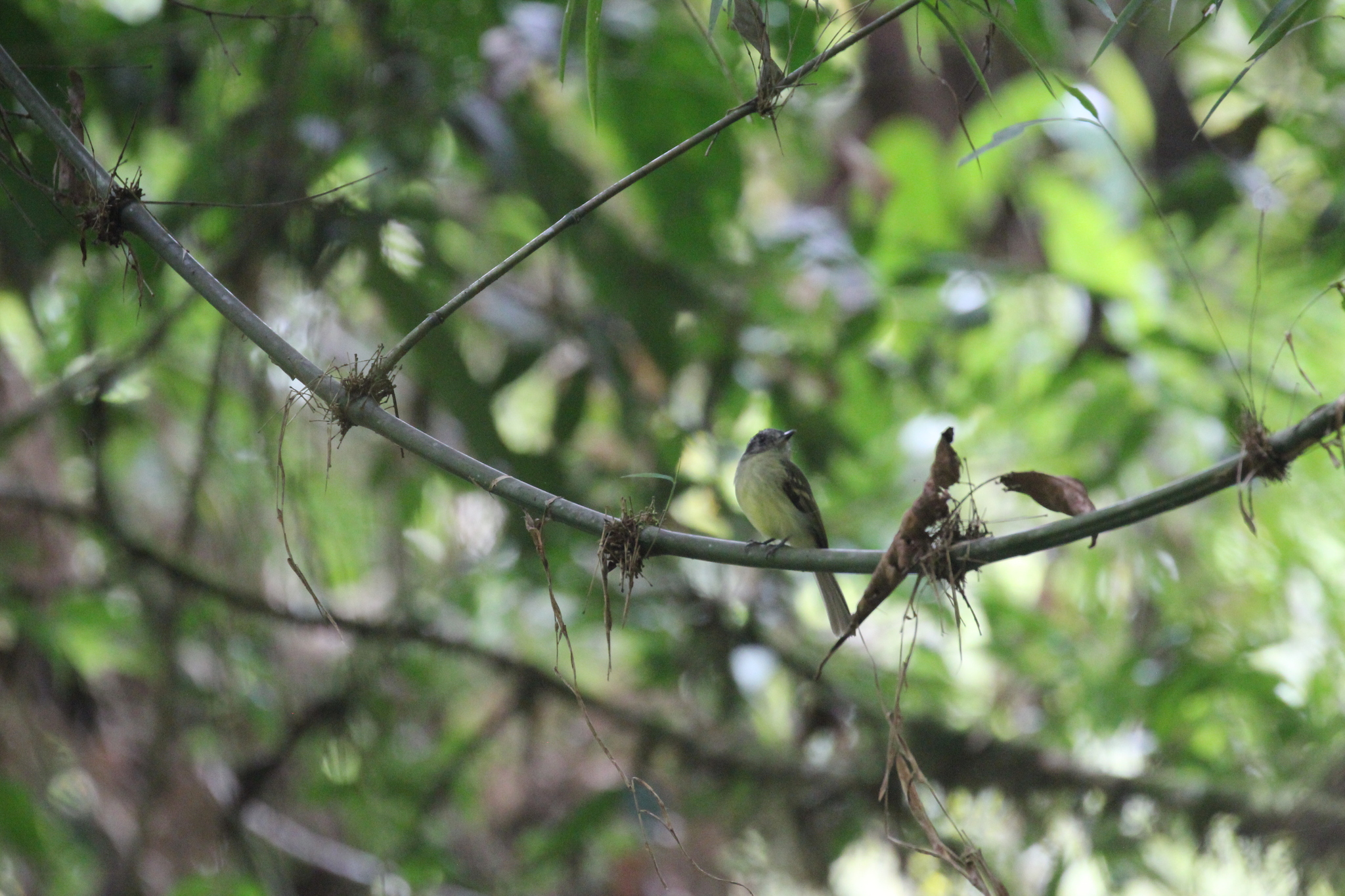 Slaty-capped Flycatcher (Leptopogon superciliaris), photo 7