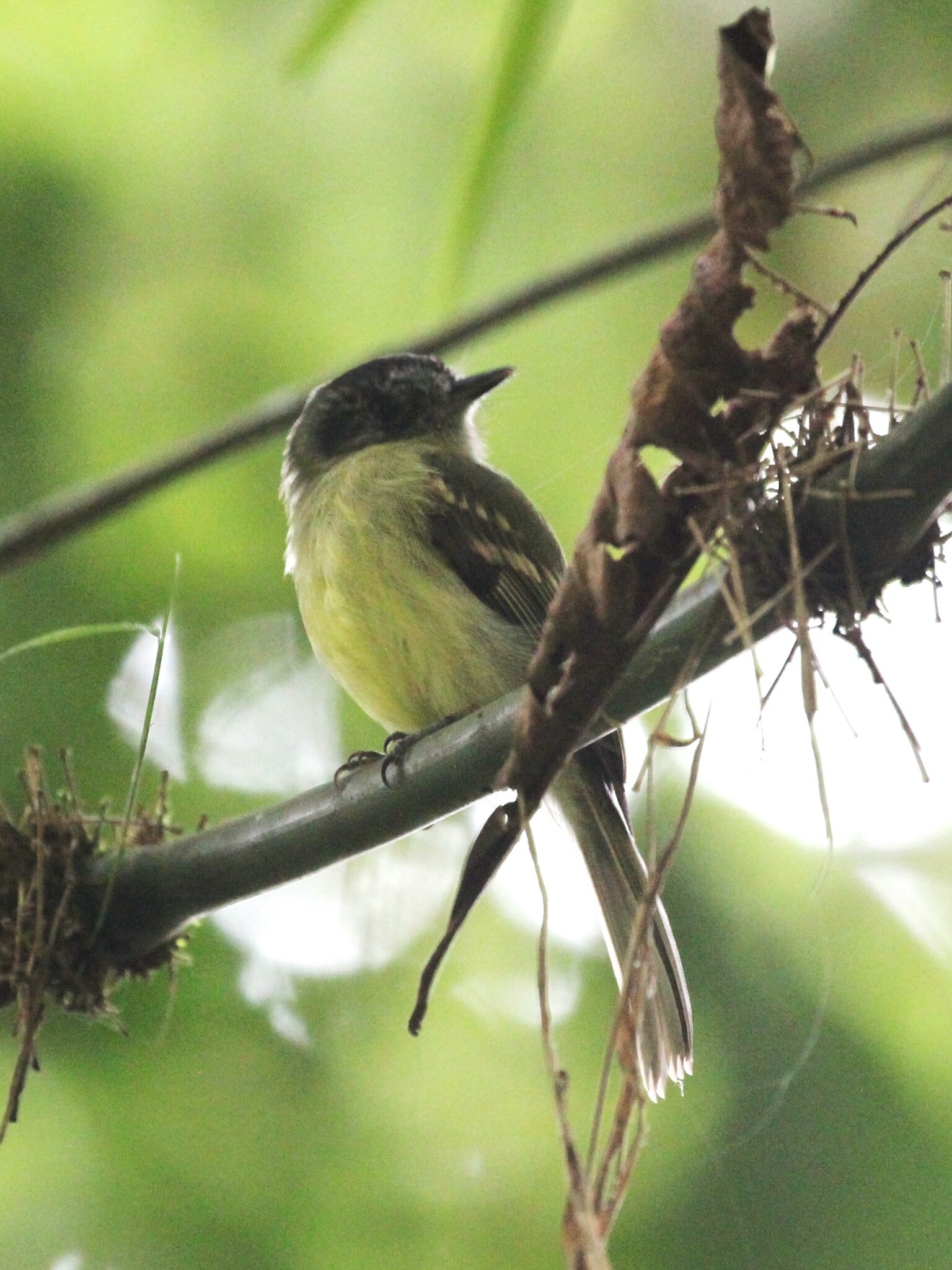 Slaty-capped Flycatcher (Leptopogon superciliaris), photo 1