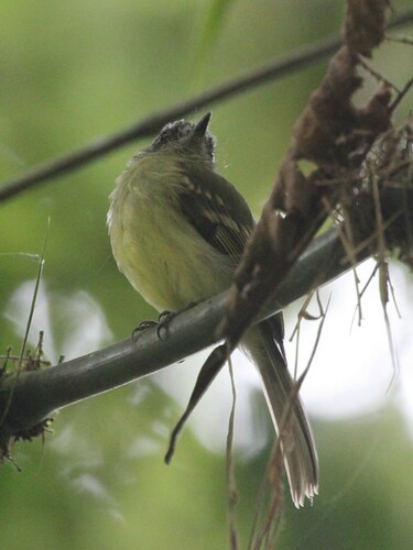 Slaty-capped Flycatcher (Leptopogon superciliaris), photo 6
