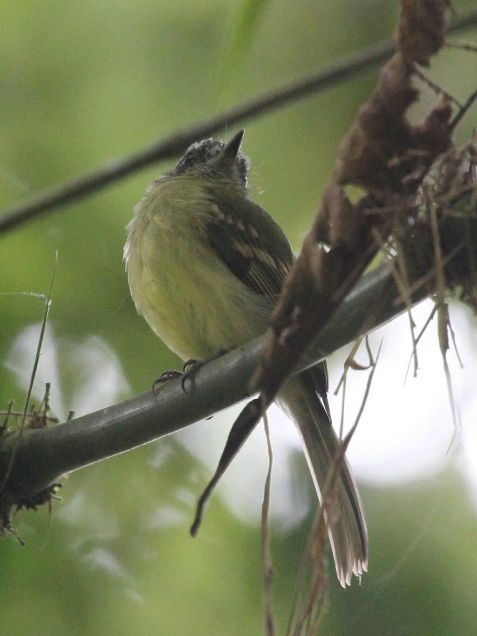 Slaty-capped Flycatcher (Leptopogon superciliaris), photo 5